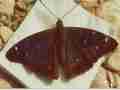 Apatura ilia male (iliades Mitis aberration) (Internet Image property of respective owner, non-commercial use only)